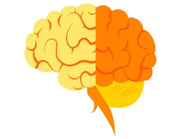 Human brain. Isolated vector. Concept of the human brain. Icon.