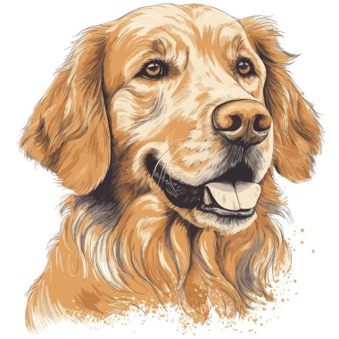 Gerçekçi Golden Retriever tişört tasarımı. Beyaz Arkaplanda Yumuşak ve Hatta Işıklı Vektör Grafiği.