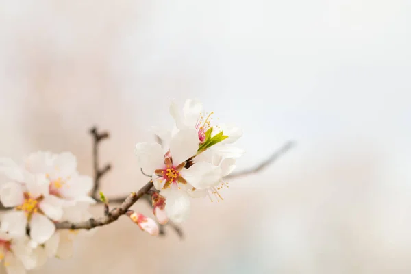 Amêndoa Blossom Close Uma Vista Cativante Beleza Delicada Das Naturezas — Fotografia de Stock