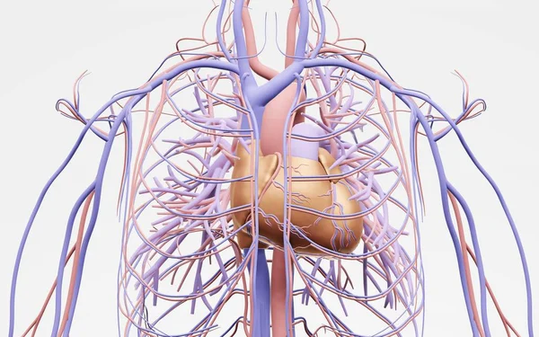 人类的循环系统和心血管系统是心脏 血液和血管 3D插图 — 图库照片