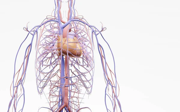 人类的循环系统和心血管系统是心脏 血液和血管 3D插图 — 图库照片