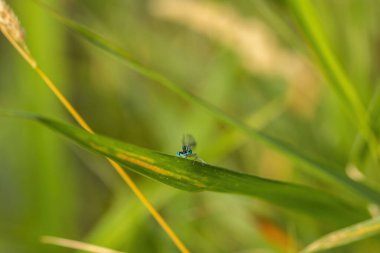 Yeşil arka planda çimlerin üzerinde yusufçuk. Gün batımı.