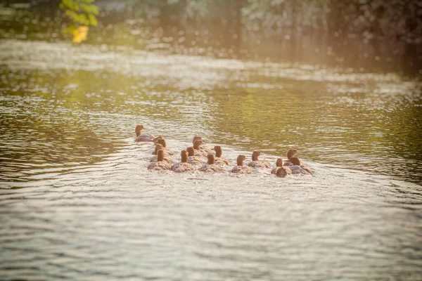 Wild Ducks Swim River Bank Reflection Water Waves Spread Out — Stock Photo, Image