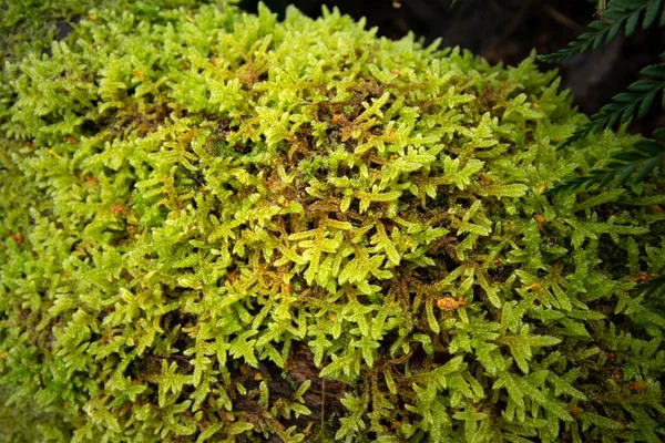 Closeup Shot Moss Growing Fallen Tree Forest — Stock Photo, Image