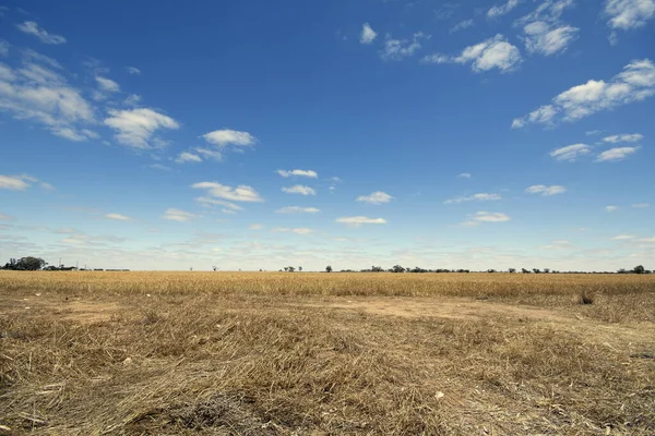 Široký Otevřený Prostor Pšeničném Poli Pod Modrou Oblohou Stock Snímky