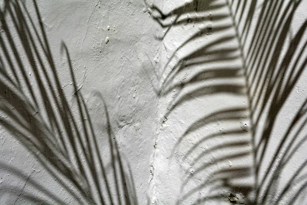 Palmiye Yapraklarının Gölgesi Beyaz Alçı Bir Duvarda Stok Fotoğraf