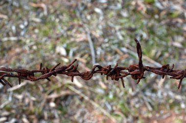 Paslı berber tellerinin yakın plan çekimi.