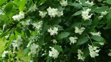 Beyaz yasemin çiçeğinin ıslak çalısı.