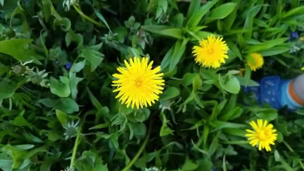 子供は緑の草原に手で黄色のタンポポを咲かせます — ストック動画