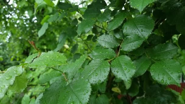 Nasse Grüne Blätter Von Rosen Die Mit Regentropfen Bedeckt Sind — Stockvideo