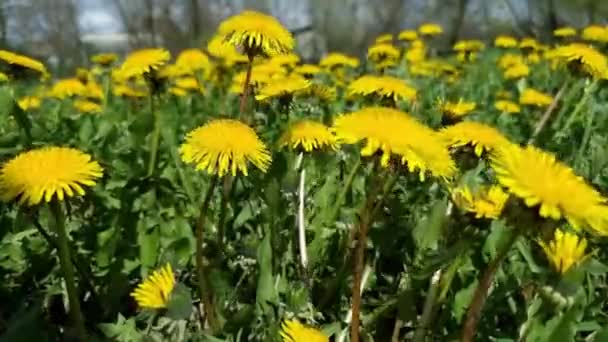Pole Zelená Louka Kvetoucích Žlutých Pampelišek Zblízka Backdrop — Stock video