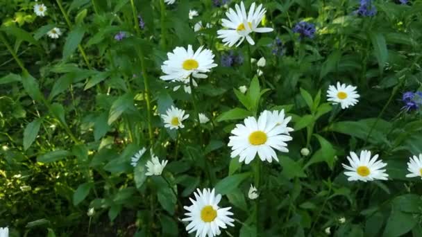 Weiße Schöne Gänseblümchen Einem Grünen Sommergarten — Stockvideo