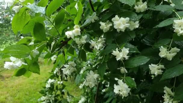 Een Natte Struik Van Bloeiende Witte Jasmijn Regendruppels Groene Bladeren — Stockvideo