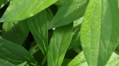 Rüzgarda hareket eden yeşil dikdörtgen yaprakların arka planı. Çiçek tarhı.