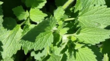 Uğur böceği yeşil bir yaprağın üzerinde sürünür ve ısırgandan kaçar.