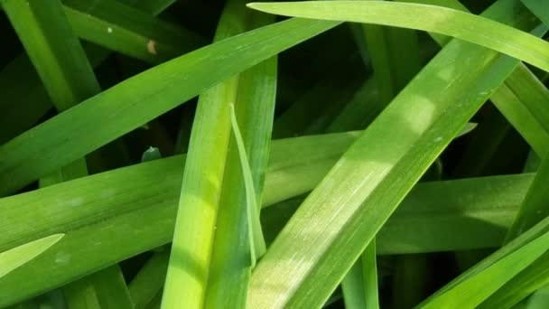 Зелене Листя Квітів Лілії Крупним Планом Літній Зелений Фон — стокове відео