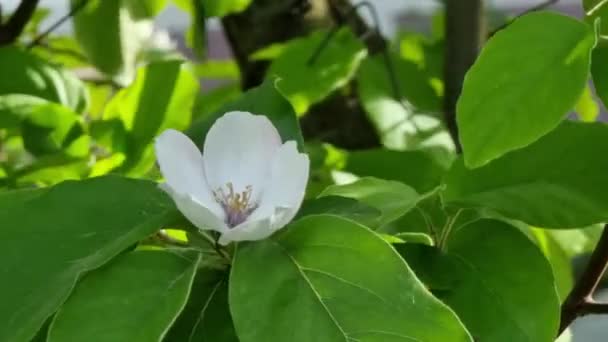 Ανθισμένο Κυδώνι Κλαδί Φύλλα Στον Κήπο — Αρχείο Βίντεο