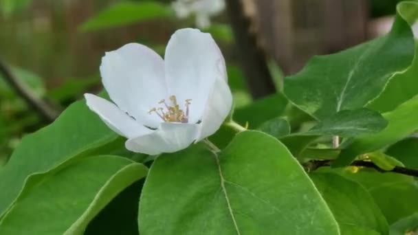 Kwitnący Piękny Kwiat Pigwy Zbliżenie Ogrodzie Gałęzi Liśćmi — Wideo stockowe