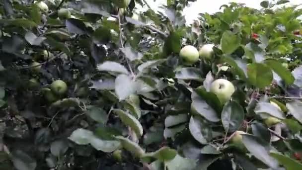 Des Pommes Sur Grand Pommier Fond Vert Verger — Video