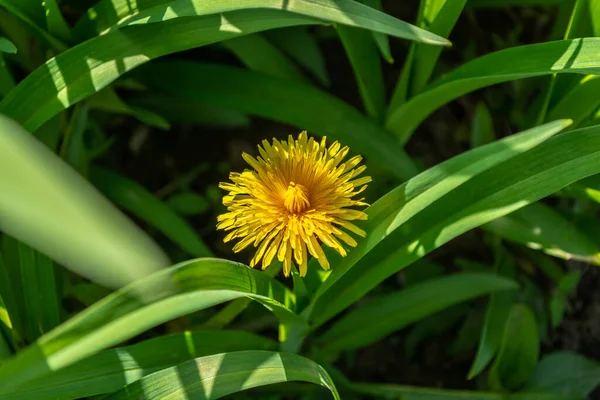 緑の草の間に黄色いタンポポが1つ咲いています 春のテーマ — ストック写真