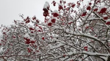 Kırmızı böğürtlenli bir viburnum çalısı kış gökyüzünün arka planında karla kaplıdır..
