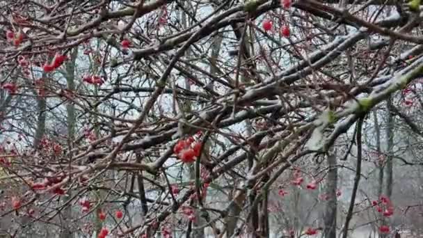Karda Böğürtlen Olan Kırmızı Viburnum Çalısı Kar Yağıyor — Stok video