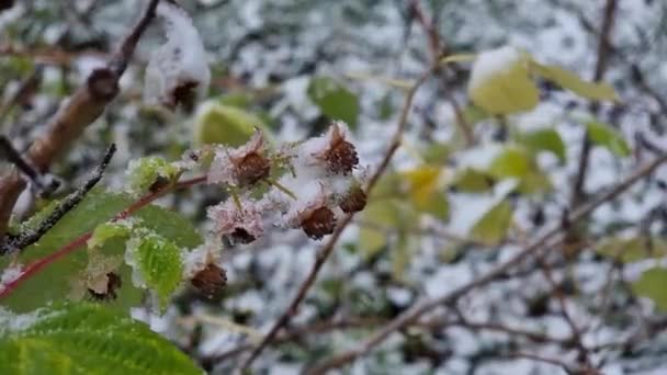 Pierwszy Śnieg Malinowych Kwiatach Liściach Krzewu — Wideo stockowe