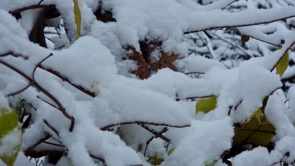 花园里白雪下的茉莉花枝条 — 图库视频影像