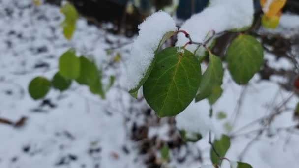Una Rama Con Hojas Verdes Membrillo Está Cubierta Nieve Blanca — Vídeos de Stock