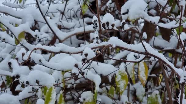 用雪覆盖茉莉花灌木 冬天已经来到了花园 Snowing — 图库视频影像