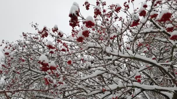 Куст Вибурнума Красными Ягодами Покрыт Снегом Фоне Зимнего Неба — стоковое видео