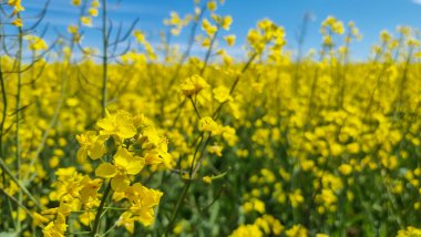 Açan kolza tohumu tarlası. Sarı çiçekler yakın plan..