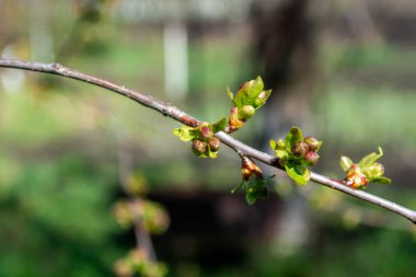 Bahçedeki bir dalda yeşil küçük kiraz tomurcukları. bahar teması