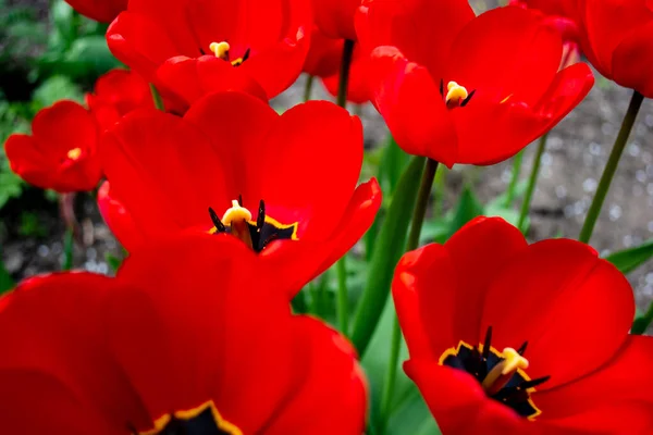 Piros Tulipánok Nyíltak Meg Kertben Virágágyás Közelről Kilátás Felülről — Stock Fotó