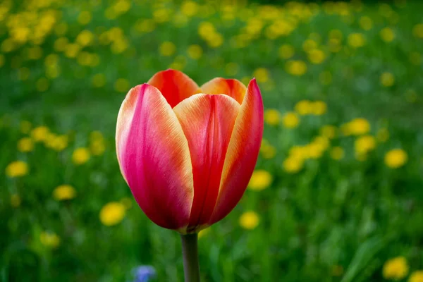 Egy Piros Tulipán Egy Zöld Homályos Tavaszi Háttér — Stock Fotó