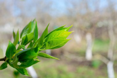 Parkta ilkbahar. Genç leylak yaprakları ince bir dalda çiçek açar..
