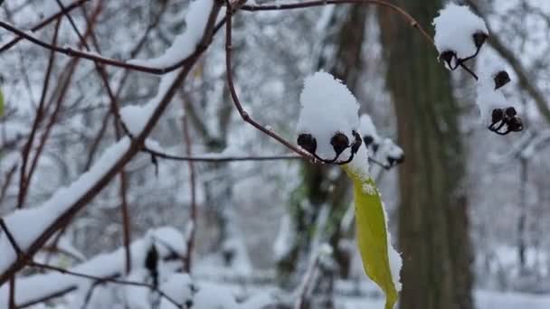 Suszone Nasiona Jaśminu Gałęzi Krzewu Pod Śniegiem Ogrodzie Zimowym — Wideo stockowe