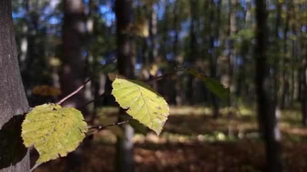 Hainbuchenblätter Wald Sonniger Herbsttag — Stockvideo