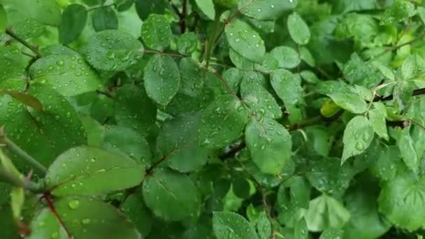 Nasse Saftige Grüne Blätter Einem Rosenstrauch Nach Dem Regen Hintergrund — Stockvideo