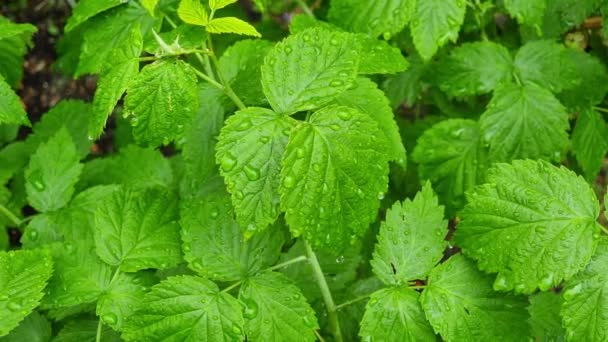 Wet Green Raspberry Bush Leaves Raindrops — Stok Video