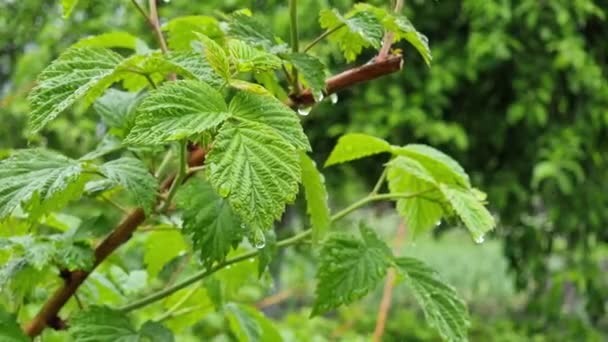 Green Juicy Raspberry Leaves Close Covered Raindrops Rainy Day Garden — Stock Video