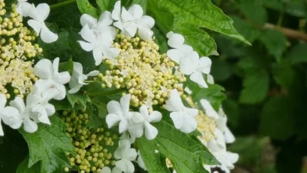 Viburno Blanco Florece Inflorescencia Sobre Arbusto Verde Cerca Árboles Frutales — Vídeo de stock
