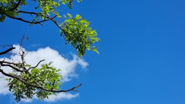Acacia Takken Met Groene Bladeren Tegen Een Blauwe Lucht Met — Stockvideo