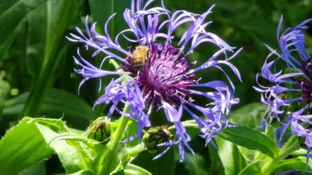 Pszczoła Zapyla Niebieski Kwiat Przez Zbieranie Nektaru — Wideo stockowe