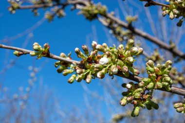 İlkbaharda kiraz çiçeği. Beyaz çiçek tomurcukları olan bir dal. Güneşli bir gün.