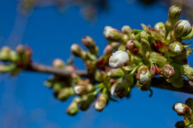Yakın plan tatlı kiraz tomurcukları bir ağaç dalında mavi gökyüzü arka planına karşı.