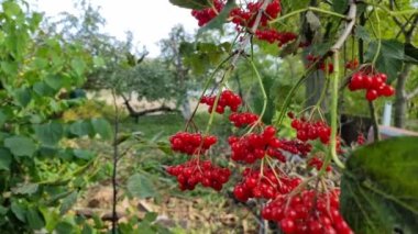 Blushing red viburnum in summer in a rural yard