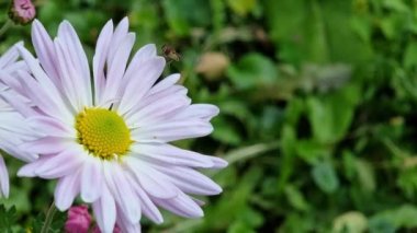 A flowering single chrysanthemum in the garden with a hoverfly fly.
