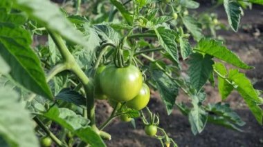 Green tomatoes close-up in a field on a bush on a sunny afternoon.
