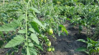 Growing tomatoes in the field, small green fruits on the bush. The topic of agriculture and agronomy.